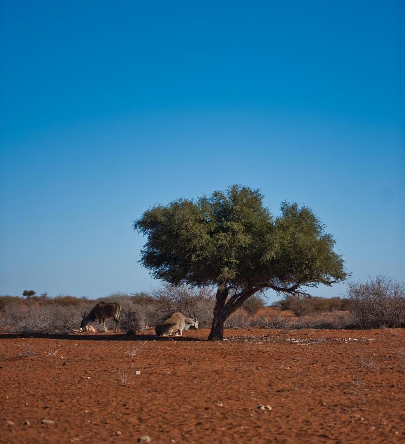 Kalahari Anib Campsite Hardap Eksteriør billede