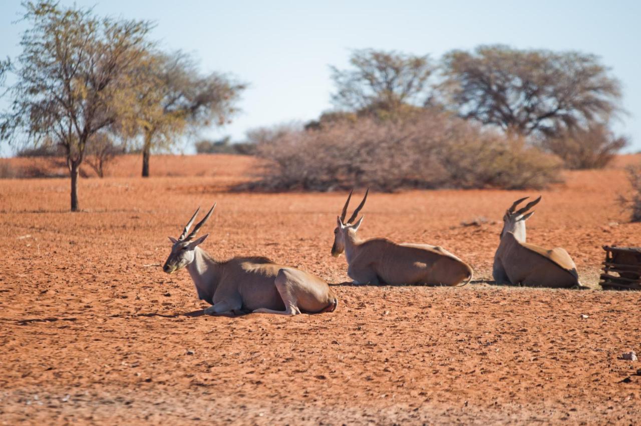Kalahari Anib Campsite Hardap Eksteriør billede